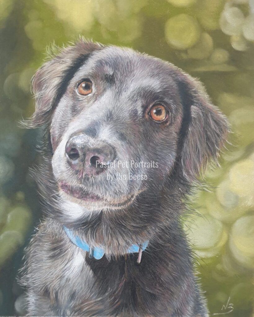 Hand-drawn pastel portrait of a Grey Dog by artist Nic Beese