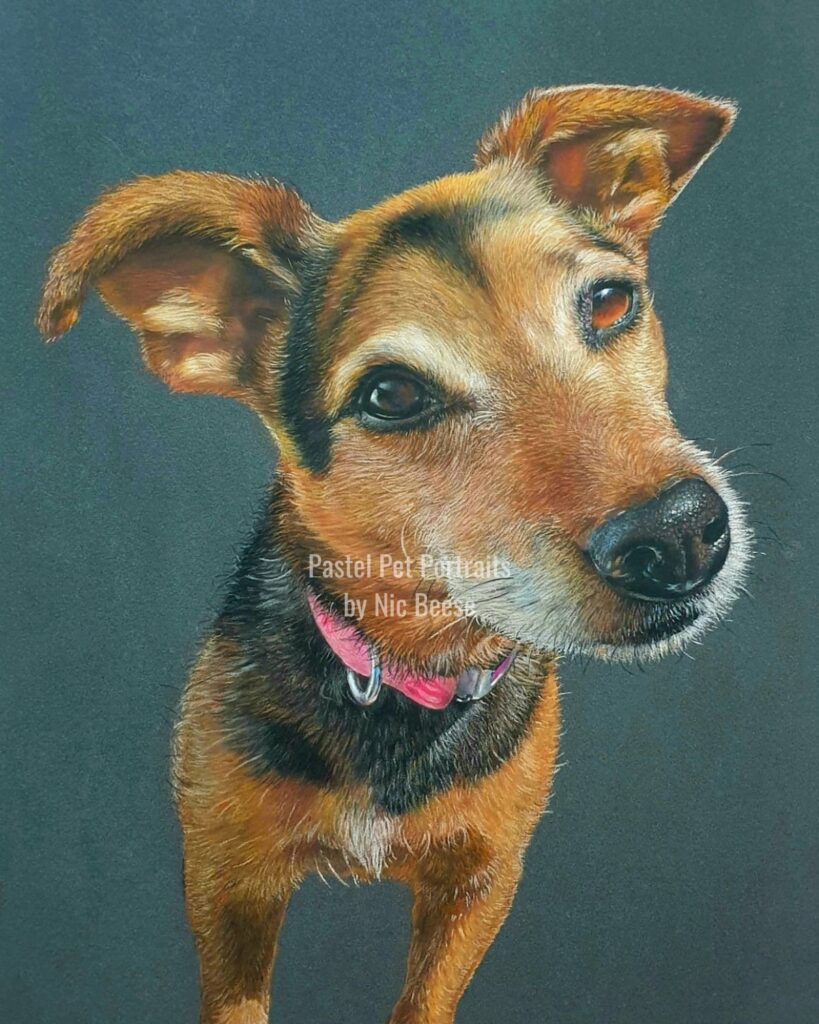 Hand-drawn pastel portrait of a Jack Russell by artist Nic Beese