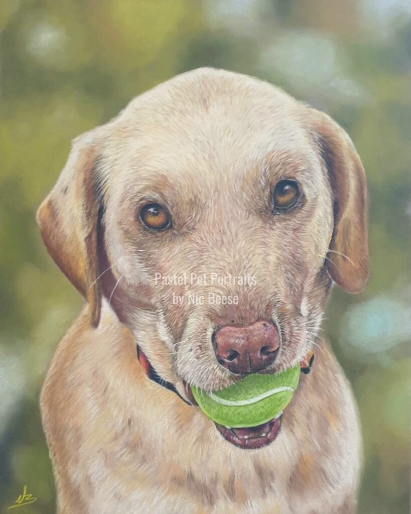 Hand-drawn pastel portrait of a Labrador Dog by artist Nic Beese