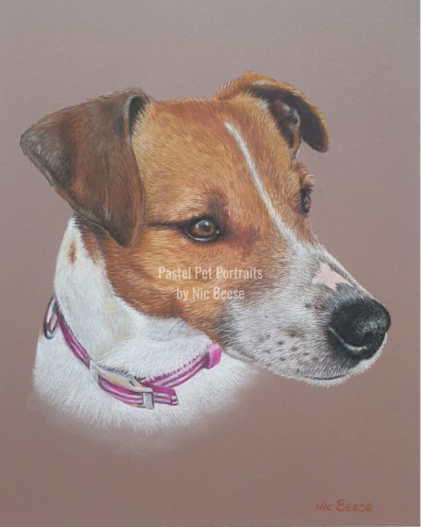 Hand-drawn pastel portrait of a Jack Russell by artist Nic Beese