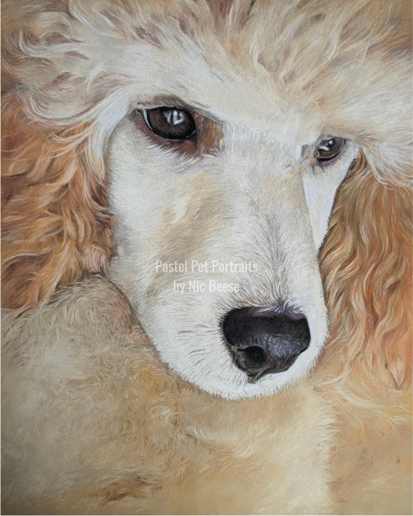 Aiko Poodle Pastel Pet Portrait by Nic Beese